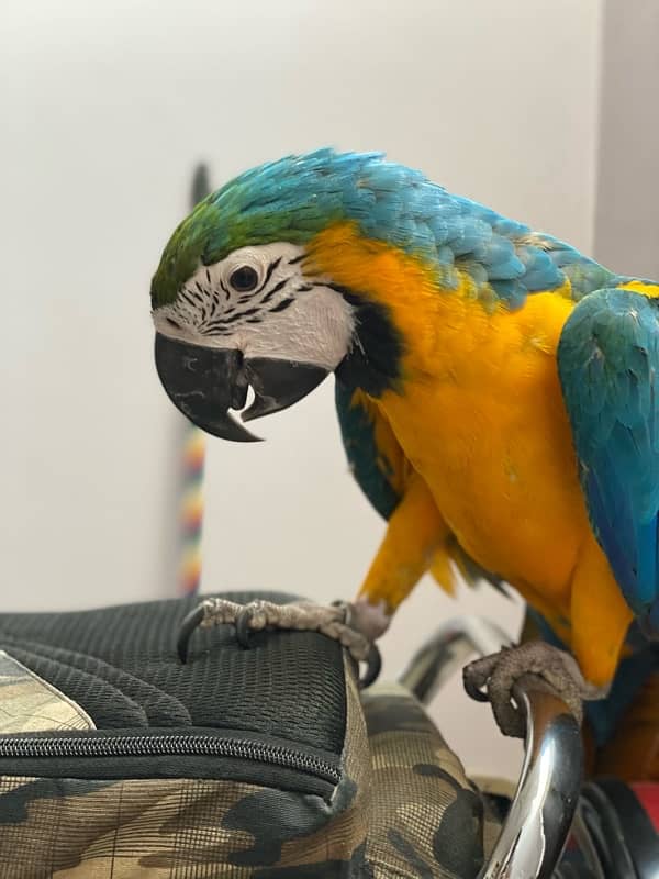 blue gold macaw 0