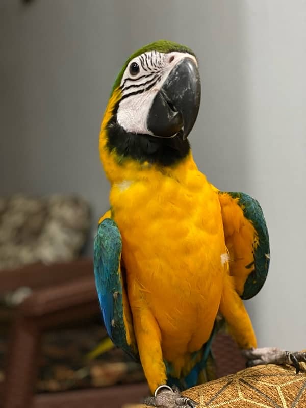 blue gold macaw 1