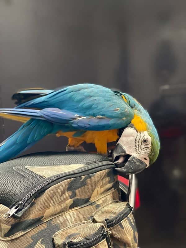 blue gold macaw 2