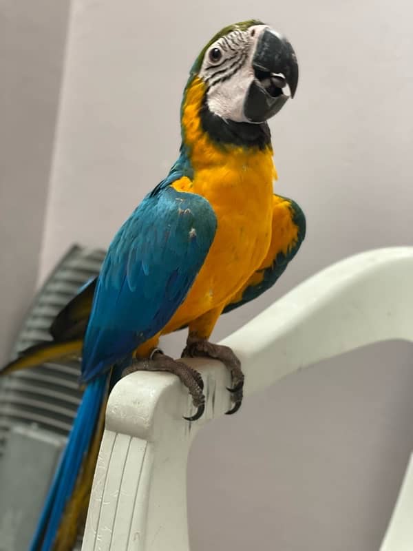 blue gold macaw 3