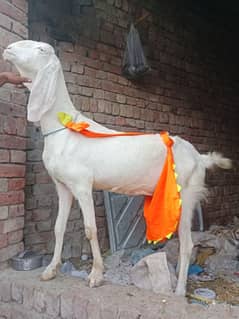 bakri