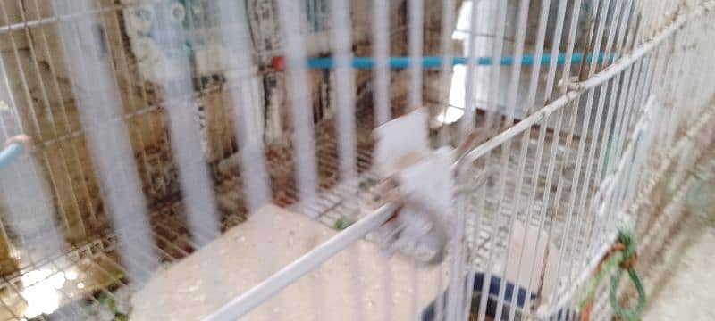 Australian Parrot with Cage 2