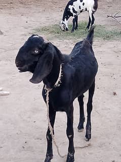 Bakra qurbani k lye kr rkhna ho