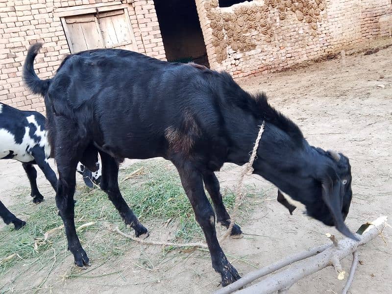 Bakra qurbani k lye kr rkhna ho 1