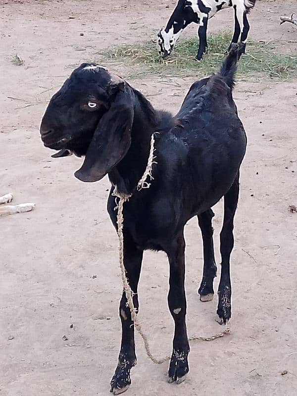 Bakra qurbani k lye kr rkhna ho 2