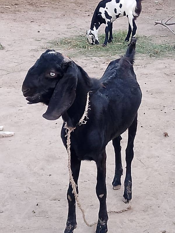 Bakra qurbani k lye kr rkhna ho 3