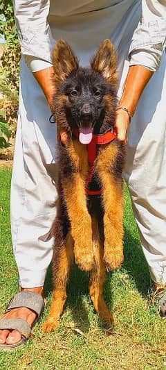 proper long cute vaccinated gsd female available for sale