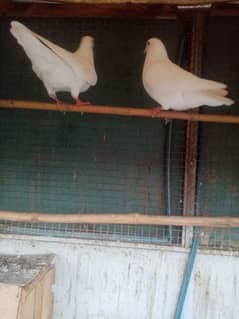 white king pigeon for sale