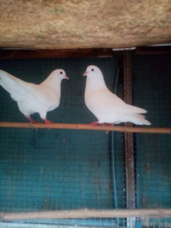 white king pigeon for sale 1