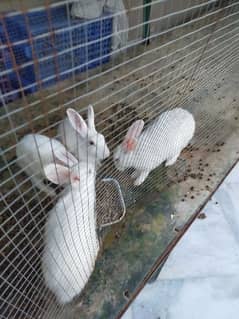 red eye rabbits