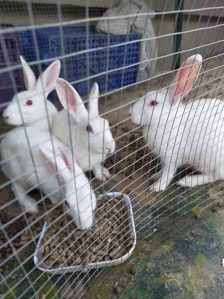 red eye rabbits 1