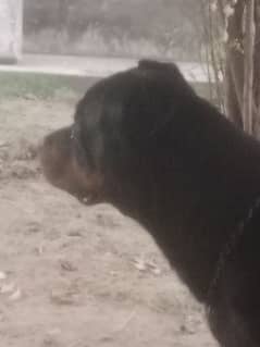 rottweiler female