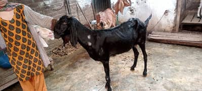 bakri