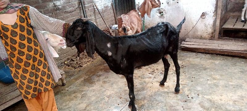 bakri for sale 0