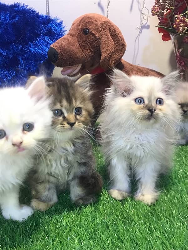 pure breed kittens triple coated furr full healthy  punch face 1