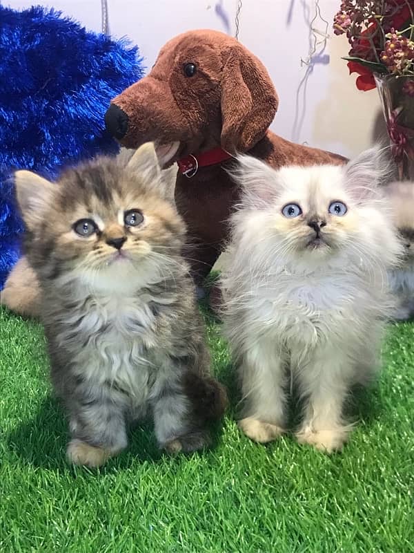 pure breed kittens triple coated furr full healthy  punch face 2