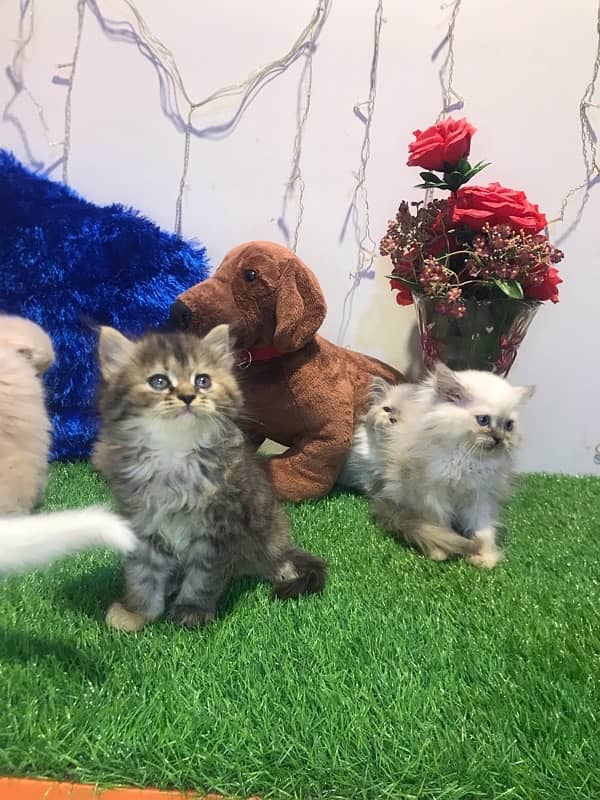 pure breed kittens triple coated furr full healthy  punch face 3