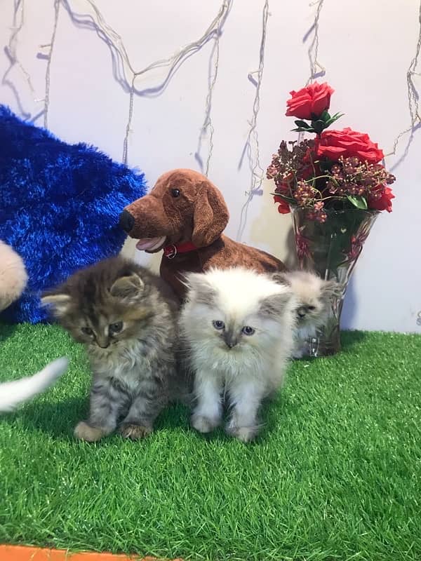 pure breed kittens triple coated furr full healthy  punch face 4