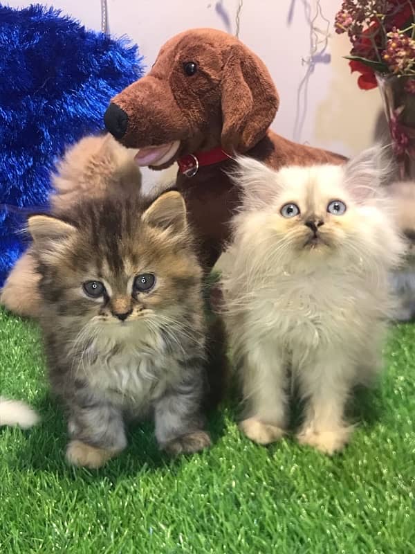 pure breed kittens triple coated furr full healthy  punch face 5