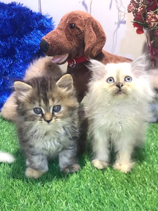 pure breed kittens triple coated furr full healthy  punch face 6