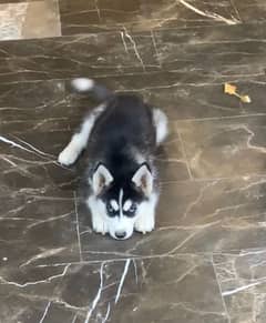 Huskies For Sale