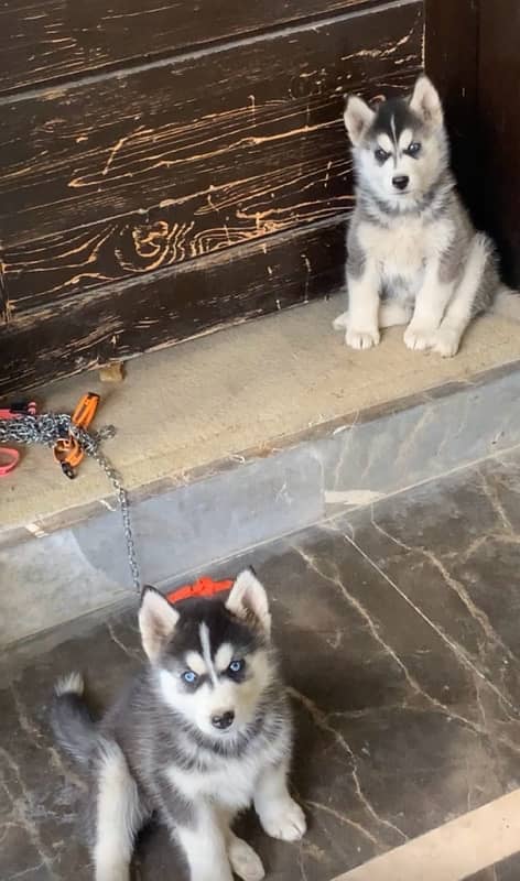 Huskies For Sale 1