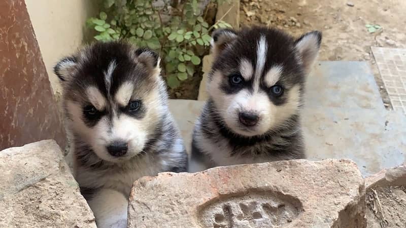 Huskies For Sale 2