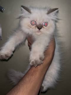 Persian male Kitten (punch face) 0