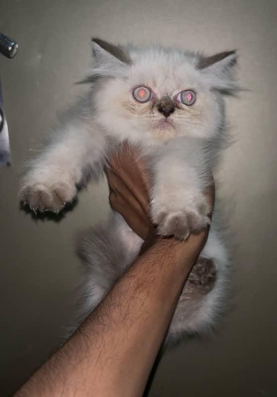 Persian male Kitten (punch face) 1