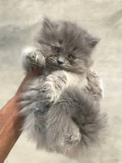 Gift quality pure persian punch face triple coated kittens cash on dlv