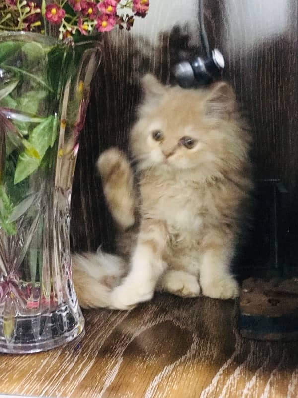 Gift quality pure persian punch face triple coated kittens cash on dlv 6