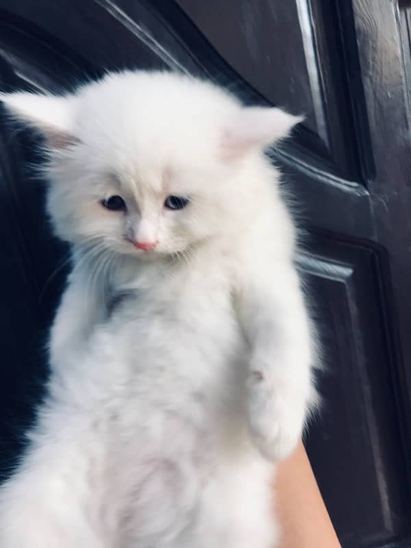 Gift quality pure persian punch face triple coated kittens cash on dlv 9