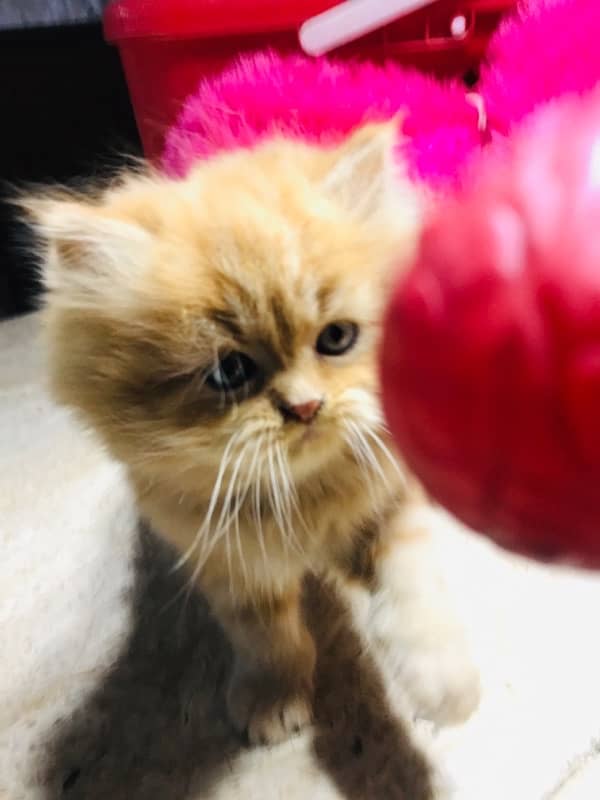 Gift quality pure persian punch face triple coated kittens cash on dlv 10