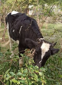 Cow -