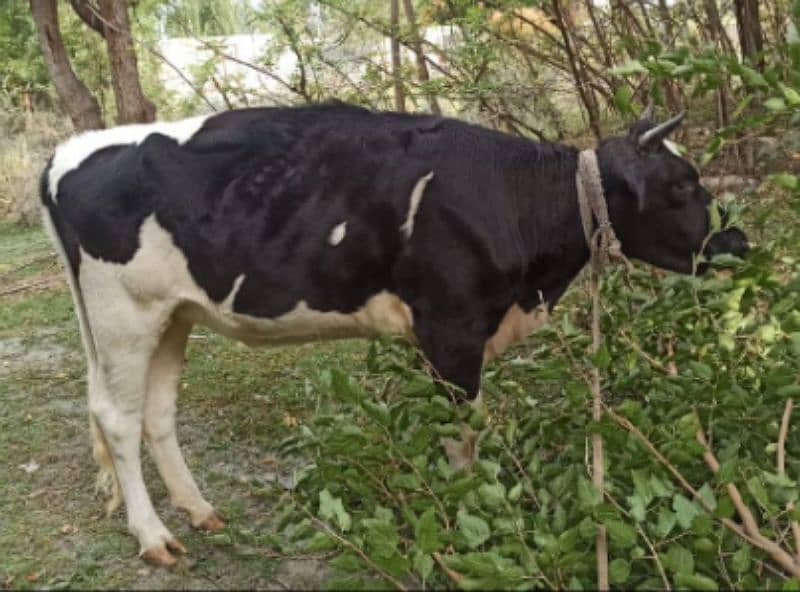 Cow - 1