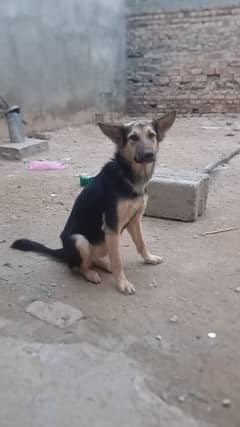 Alsatian  x German shepherd