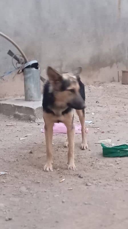 Alsatian  x German shepherd 2