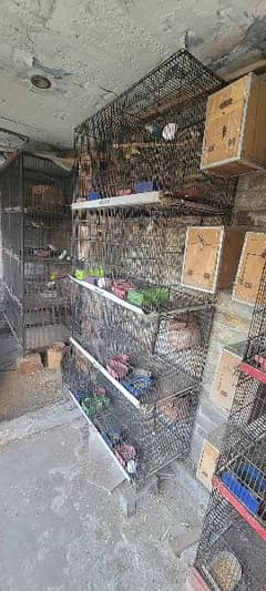 8 Portion folding cage for lovebirds