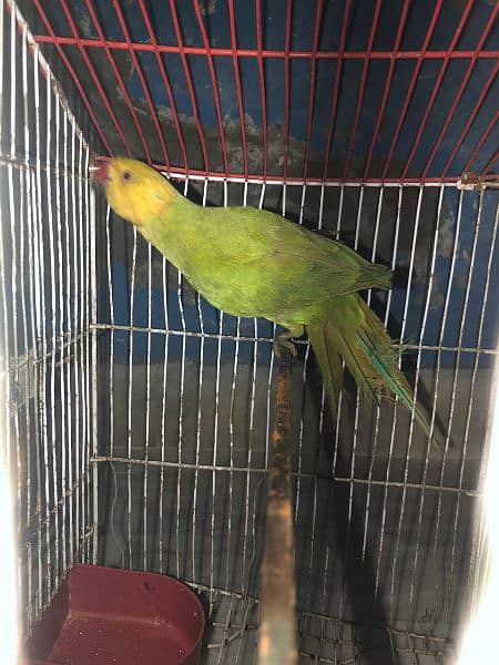 parrot 2