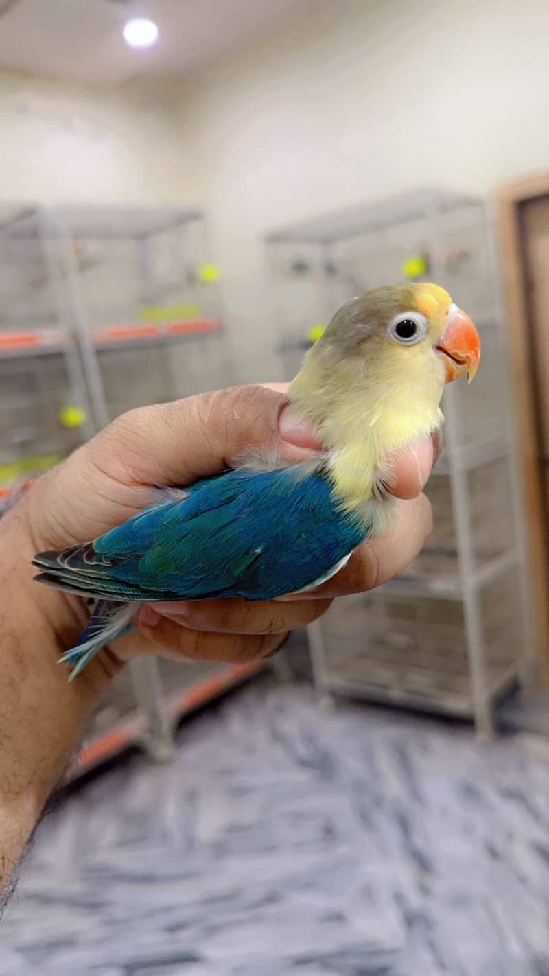 Albino | Parblue fisher | Creamino | Decino | Green opline| Love Bird 4