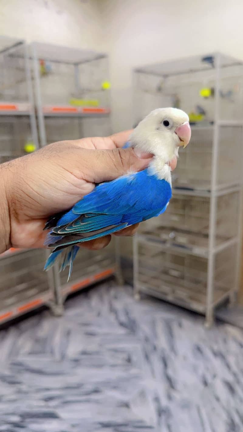 Albino | Parblue fisher | Creamino | Decino | Green opline| Love Bird 5