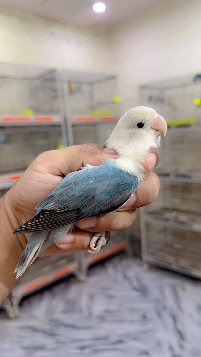 Albino | Parblue fisher | Creamino | Decino | Green opline| Love Bird 6