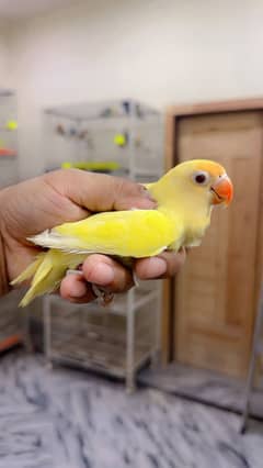 Albino | Parblue fisher | Creamino | Decino | Green opline| Love Bird 0