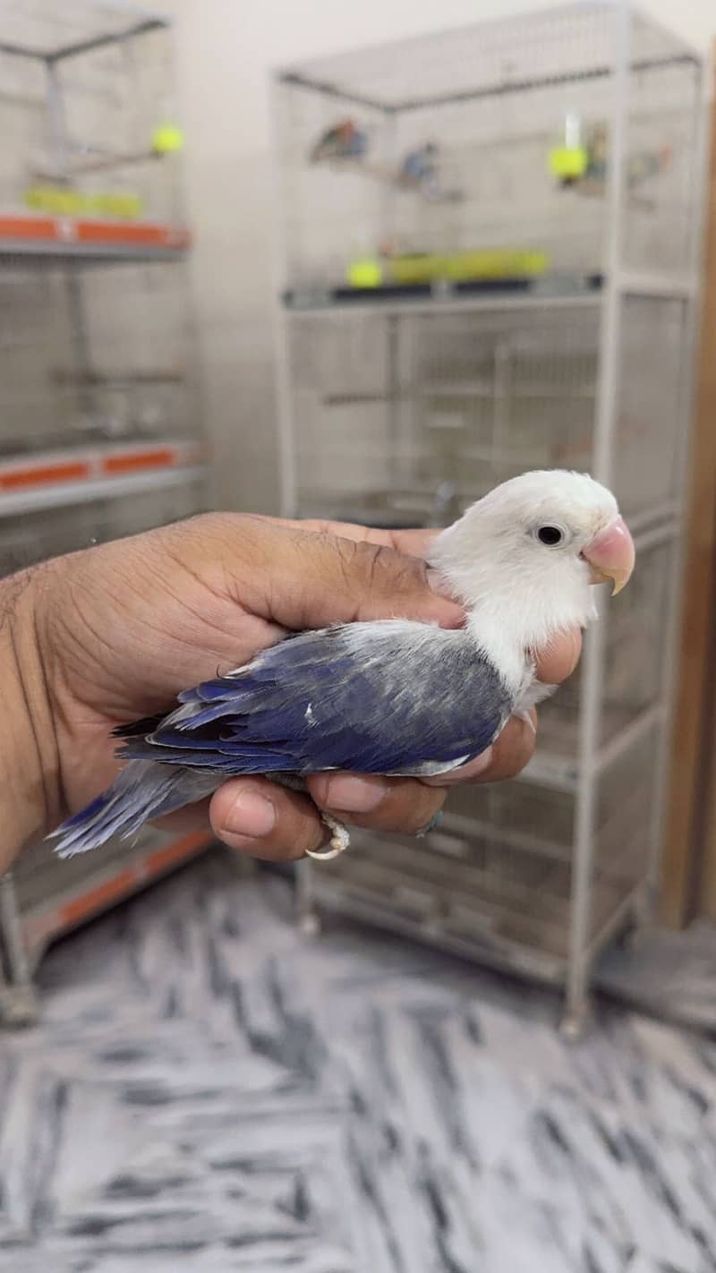 Albino | Parblue fisher | Creamino | Decino | Green opline| Love Bird 13