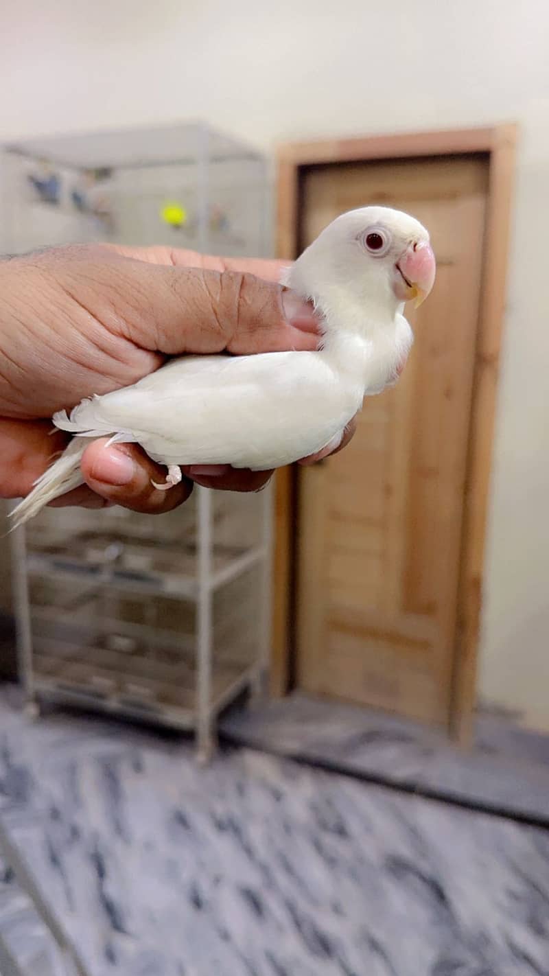 Albino | Parblue fisher | Creamino | Decino | Green opline| Love Bird 1