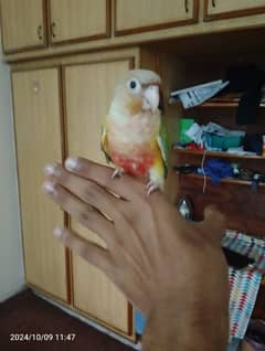 hand tame pineapple conure red factor  with DNA paper