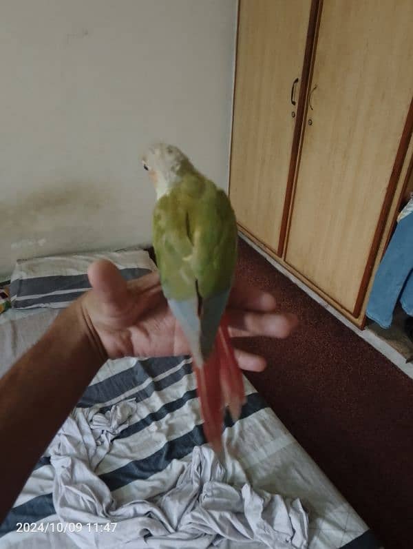 hand tame pineapple conure red factor  with DNA paper 1