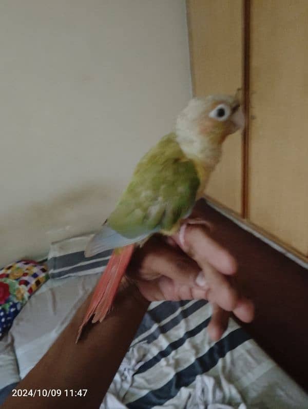 hand tame pineapple conure red factor  with DNA paper 2