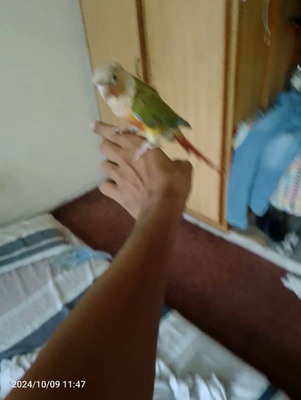 hand tame pineapple conure red factor  with DNA paper 4