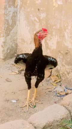 ASEEL MURGHA UR MURGHI PAIR HENS